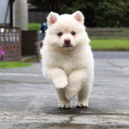 金字塔之谜，顶端惊现神秘之犬