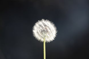 蒲公英粉，自然界的馈赠与健康益处的深度解析