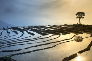 探索世界，如何利用去哪儿旅游网规划您的完美旅程